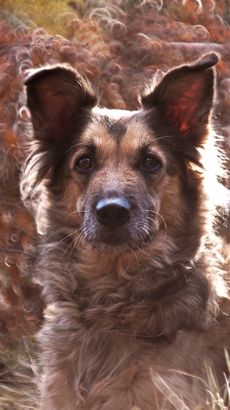 Nie gryzę