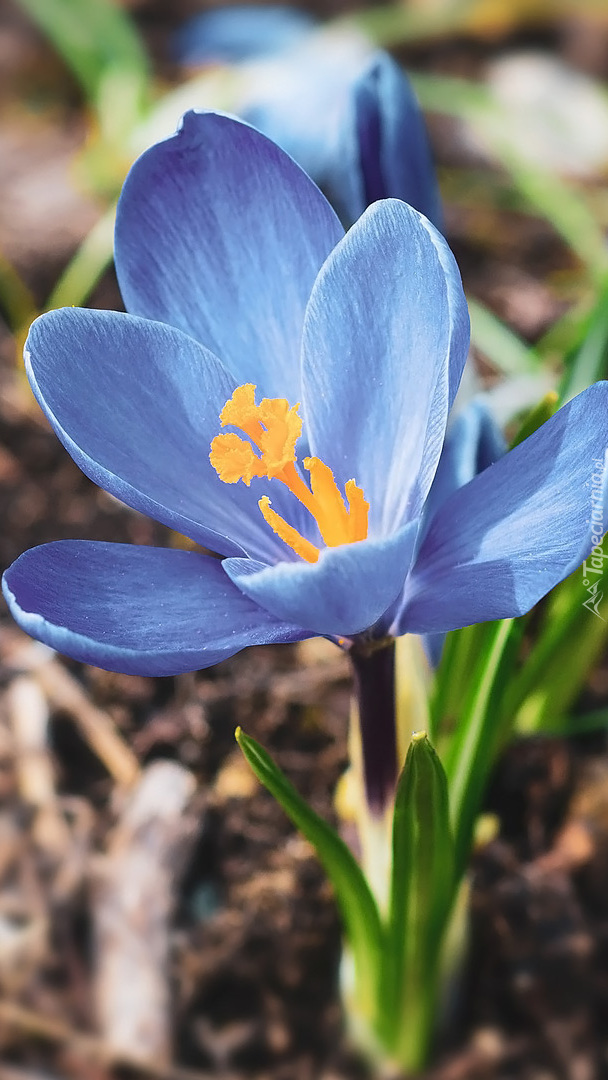 Niebieski krokus