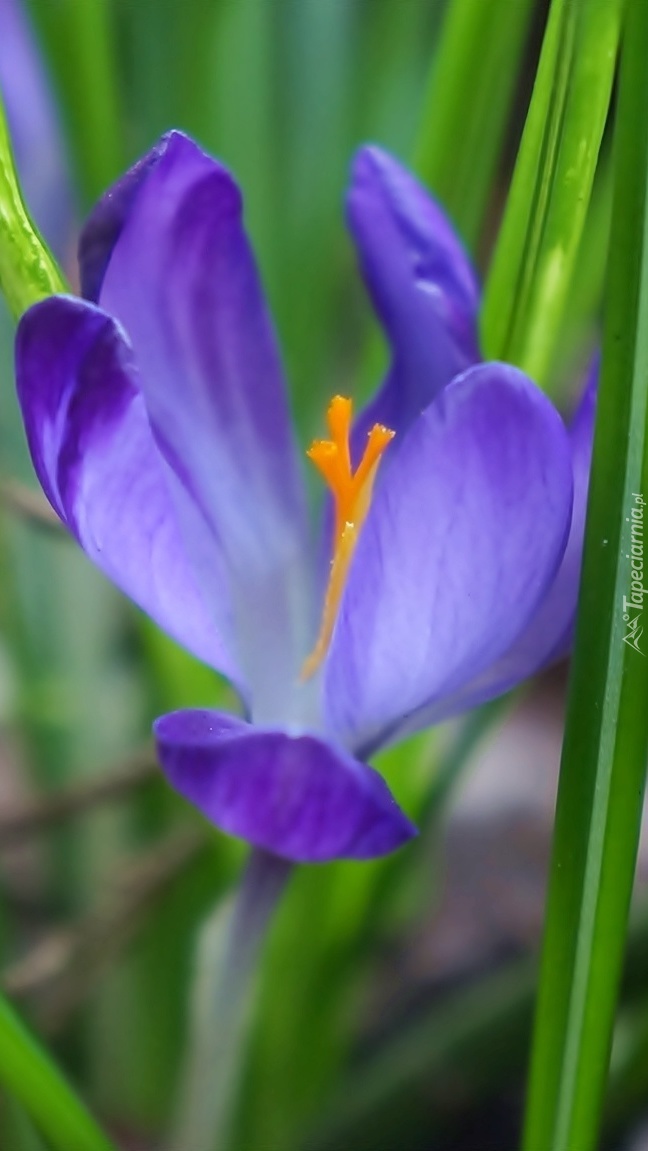 Niebieski krokus