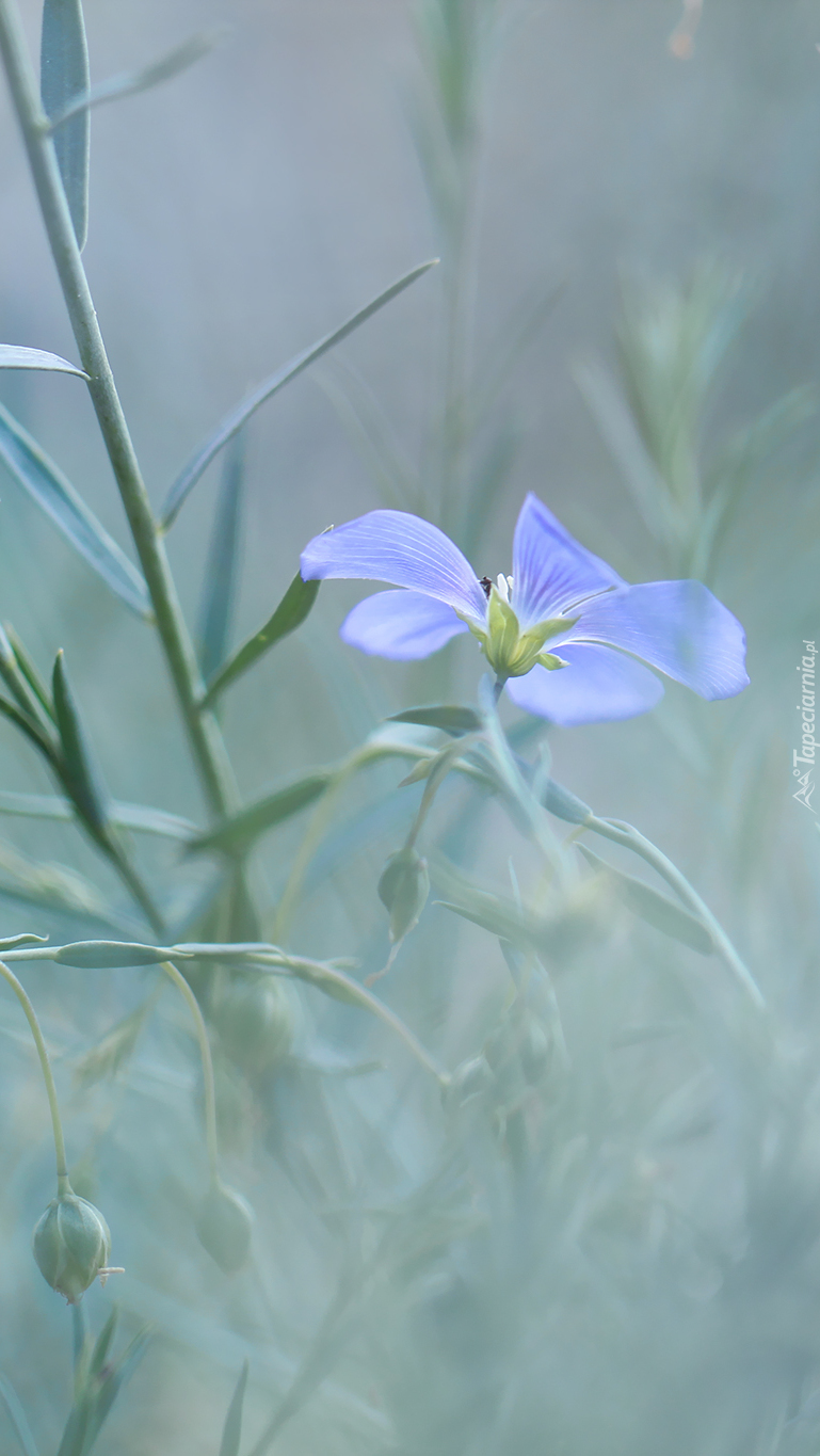 Niebieski kwiat