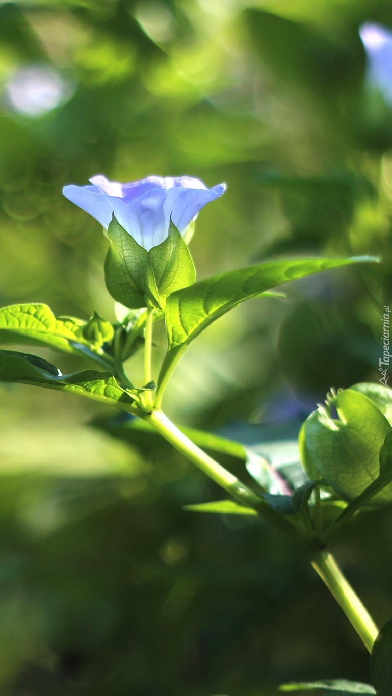 Niebieski kwiat na tle zieleni