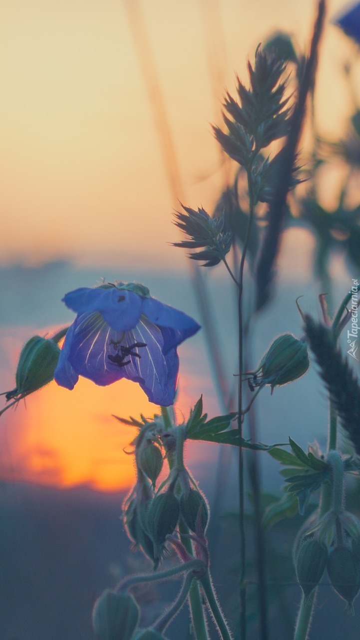 Niebieski kwiat w blasku zachodzącego słońca