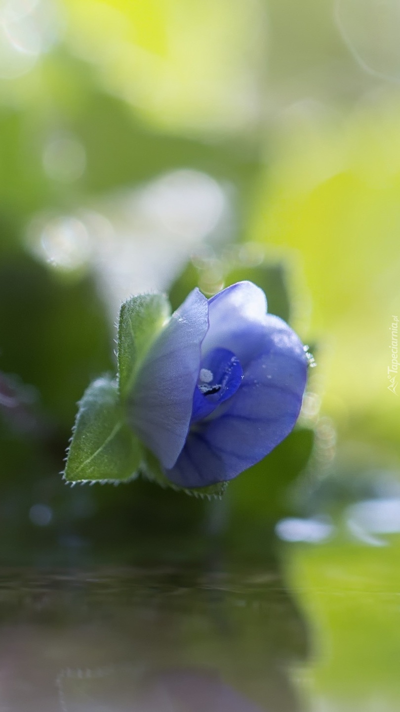 Niebieski kwiat w makro