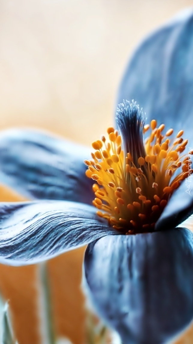 Niebieski kwiat z żółtymi pręcikami