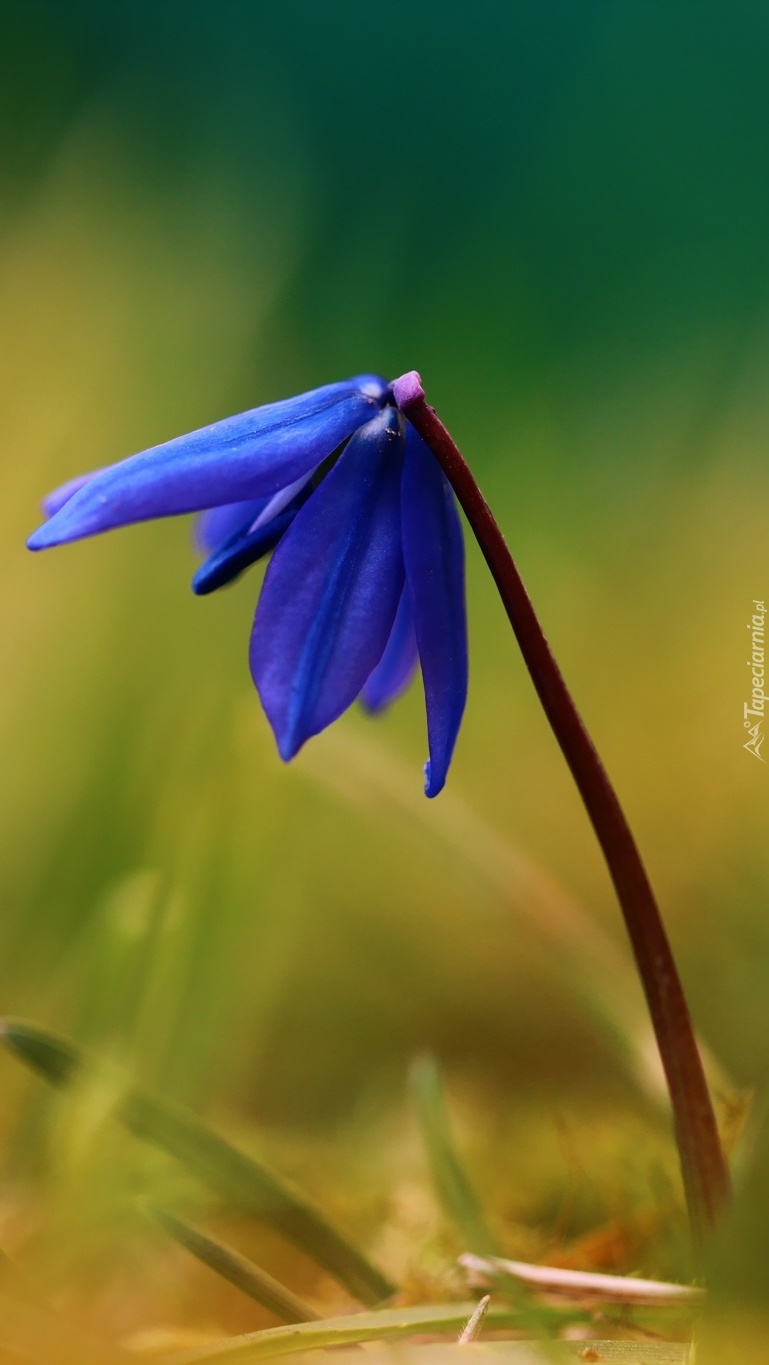 Niebieski kwiat zwiastujący wiosnę
