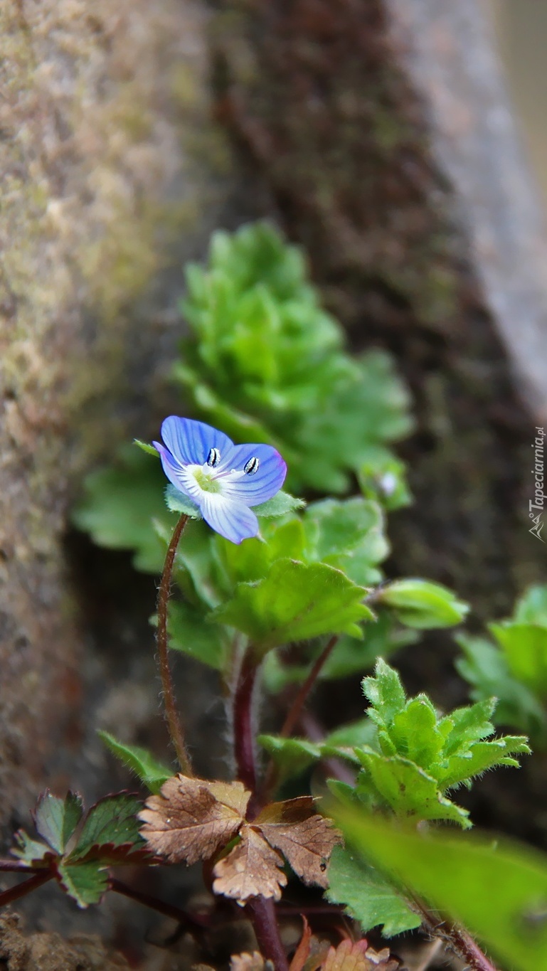 Niebieski kwiatuszek