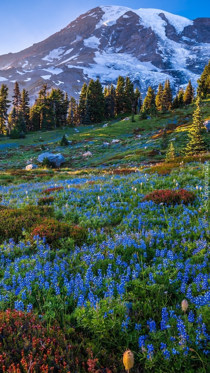 Niebieski łubin na łące i stratowulkan Mount Rainier