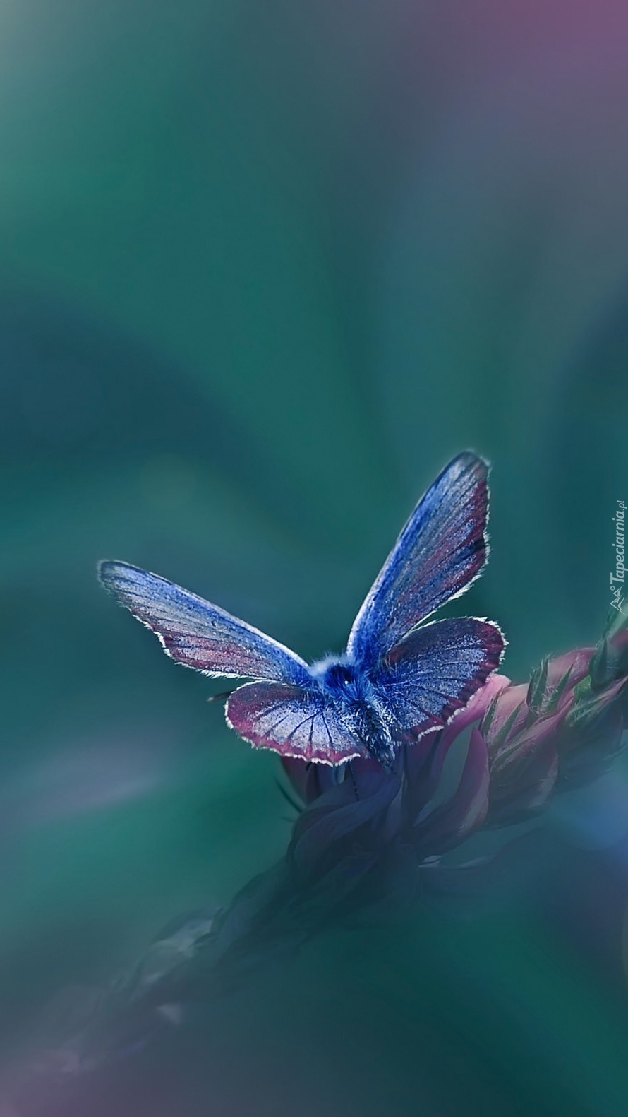Розово голубая бабочка. Голубая бабочка. Красивые бабочки. Синяя бабочка. Бабочки розово голубые.