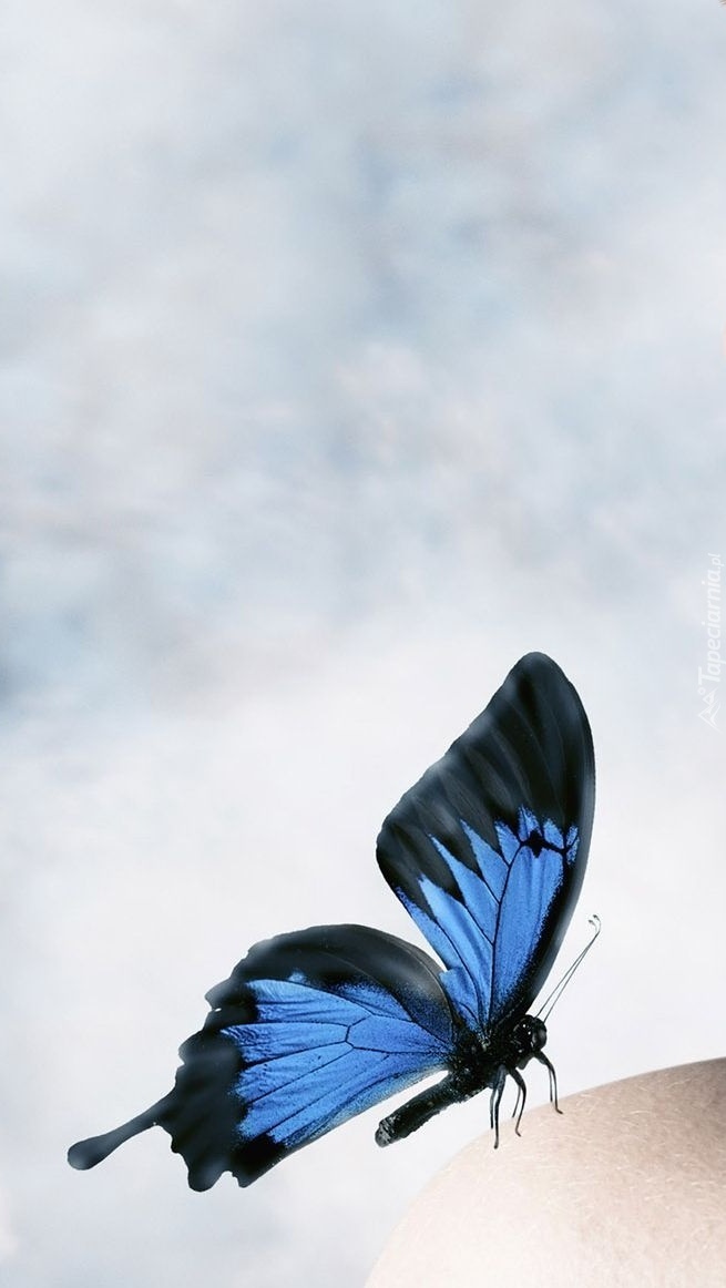 Niebieski motyl na tle niebieskiego nieba