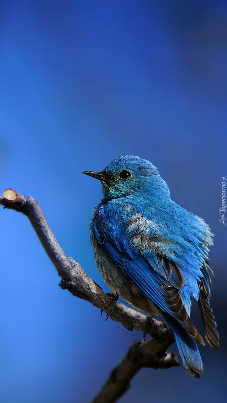 Niebieski ptak na gałęzi