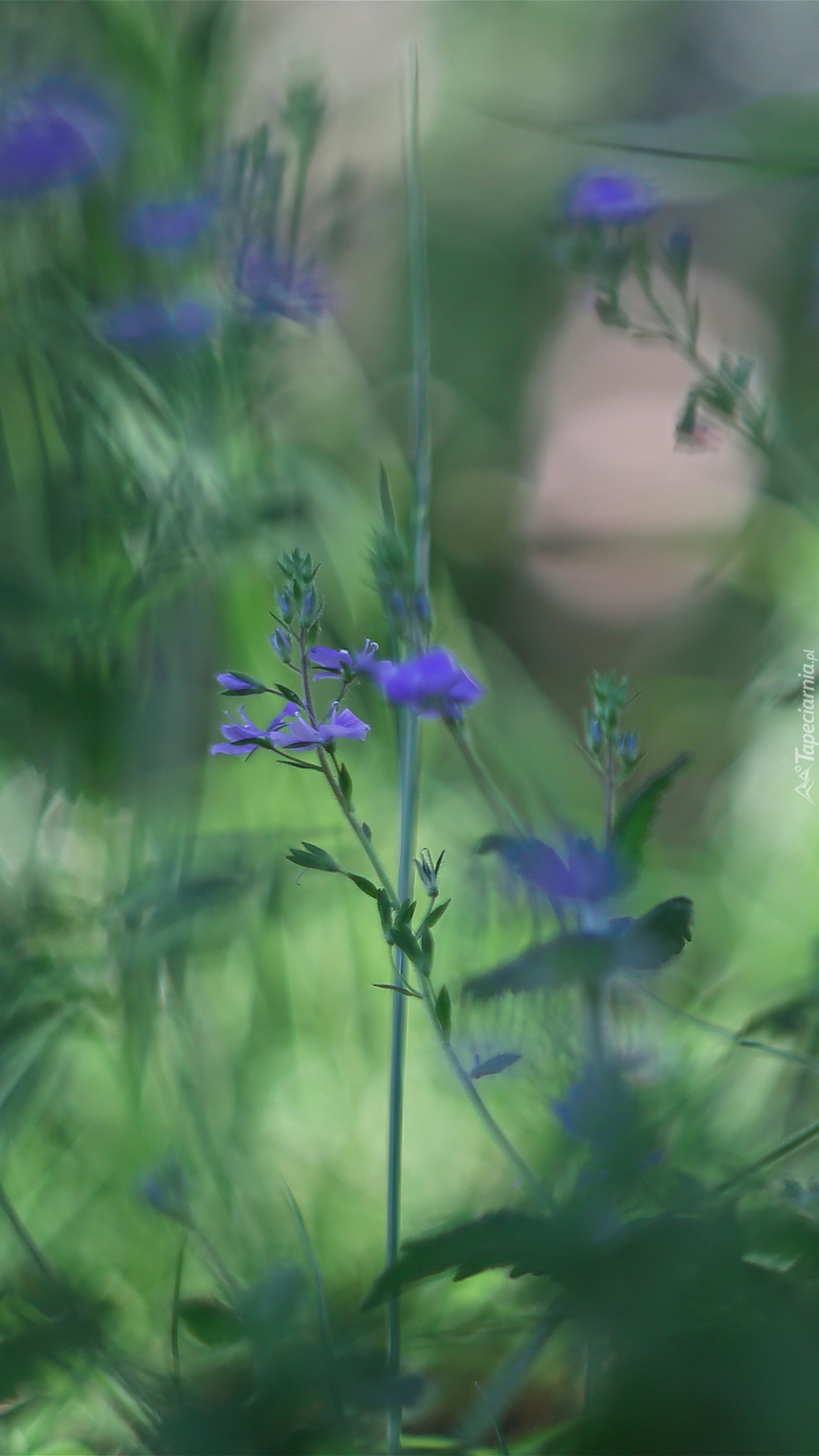 Niebieskie drobne kwiatki