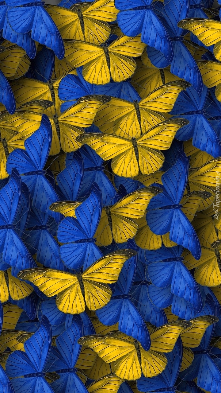 Niebieskie i żółte motyle w 2D