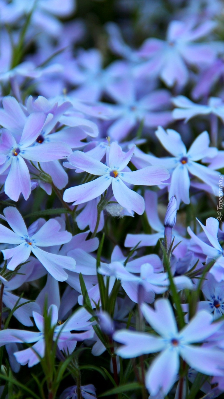 Niebieskie kwiatki