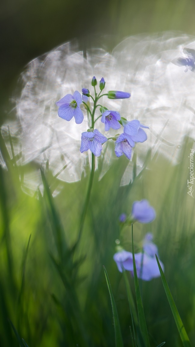 Niebieskie kwiatki w trawie