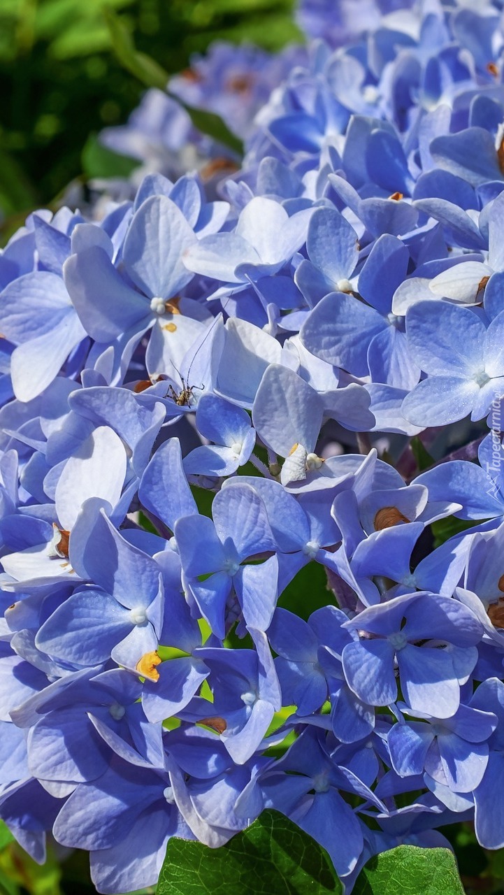 Niebieskie kwiaty hortensji