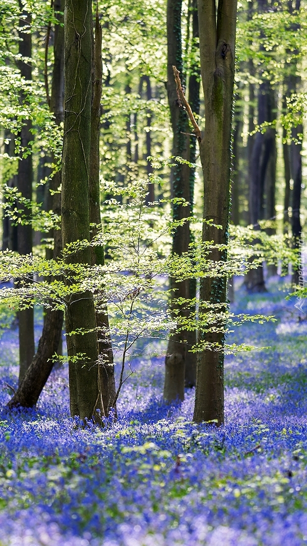 Niebieskie kwiaty w lesie