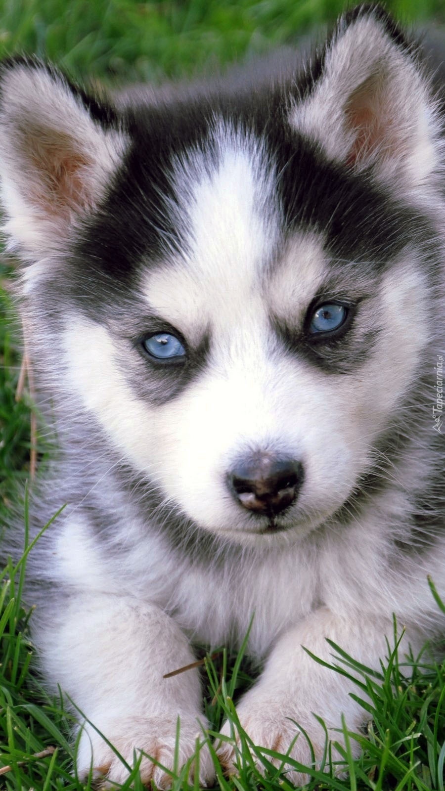 Niebieskie oczy szczeniaka