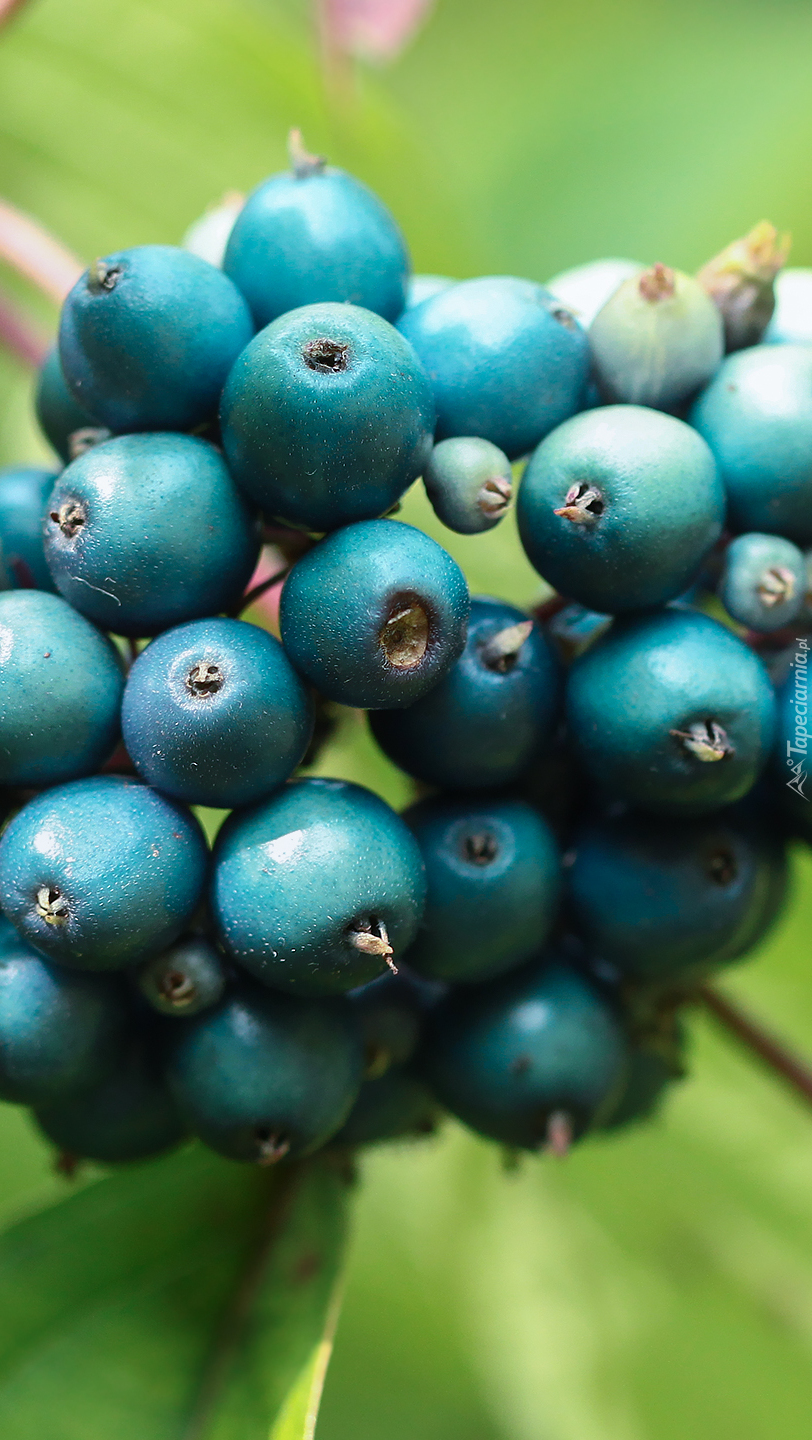 Niebieskie owoce na krzewie