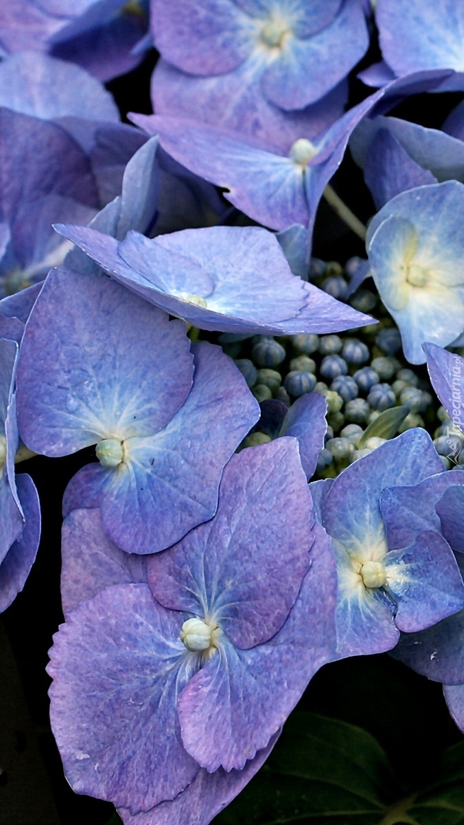 Niebiesko-fioletowa hortensja