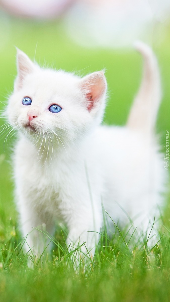 Niebieskooki biały kotek na trawie