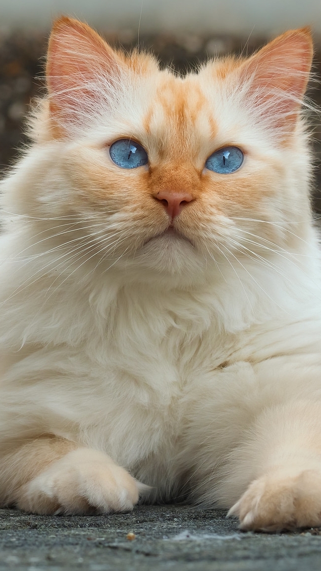 Niebieskooki kot