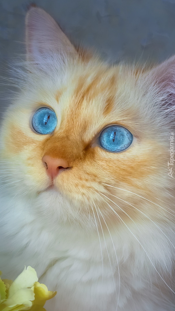 Niebieskooki kot