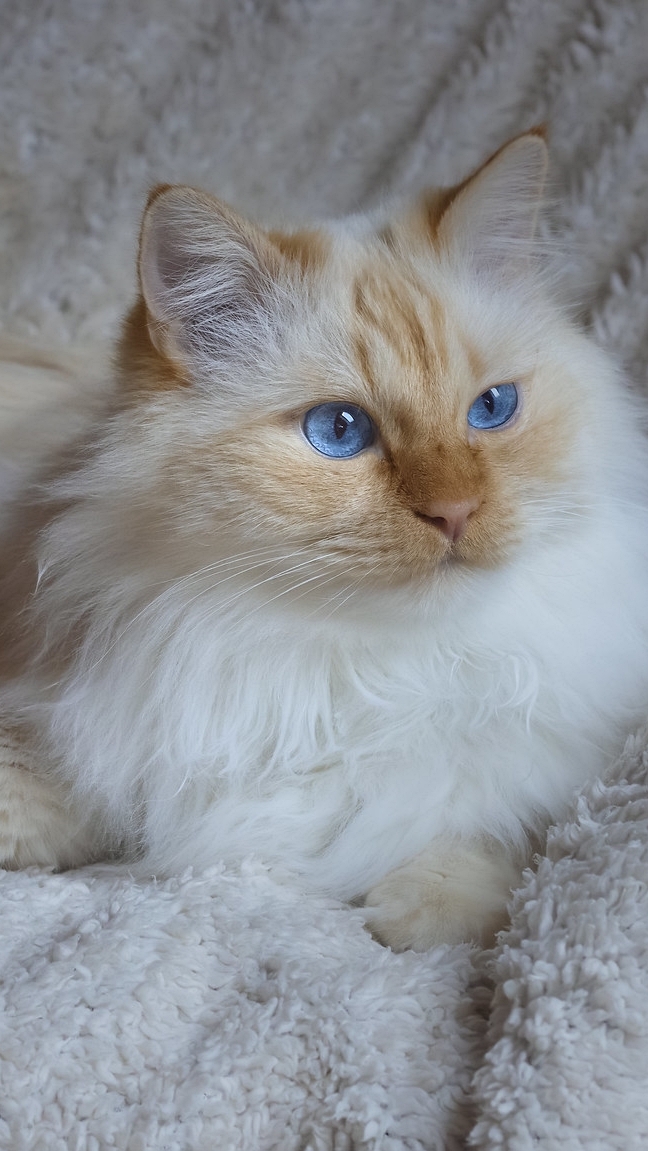 Niebieskooki kot na kocu