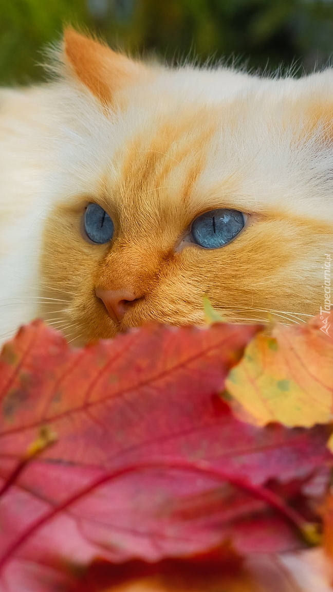 Niebieskooki kot obok czerwonego liścia