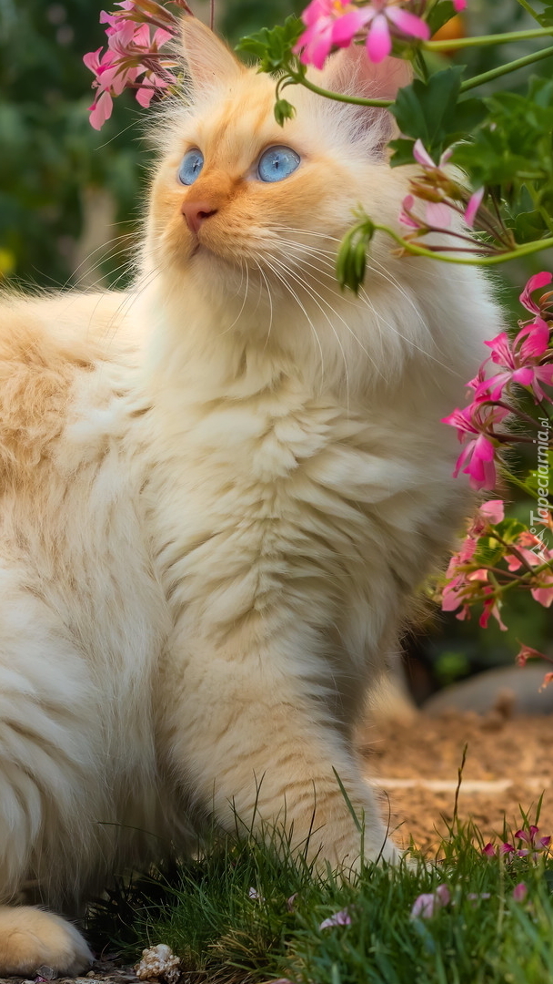 Niebieskooki kot obok pelargonii