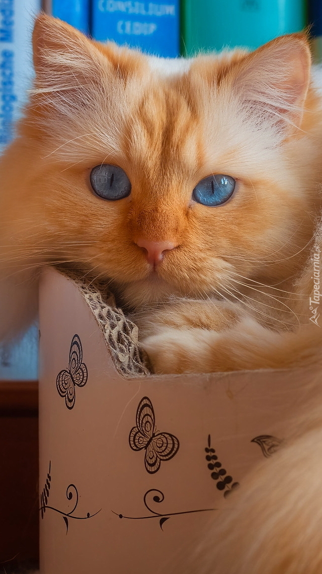 Niebieskooki kot w kartonie