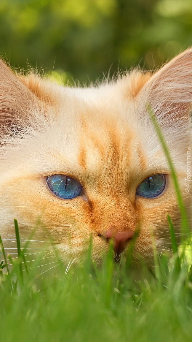 Niebieskooki kot w trawie