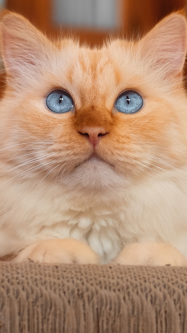 Niebieskooki kot w zbliżeniu