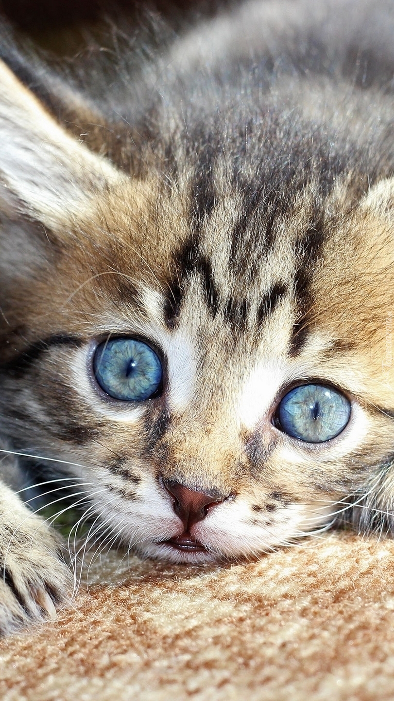 Niebieskooki kotek