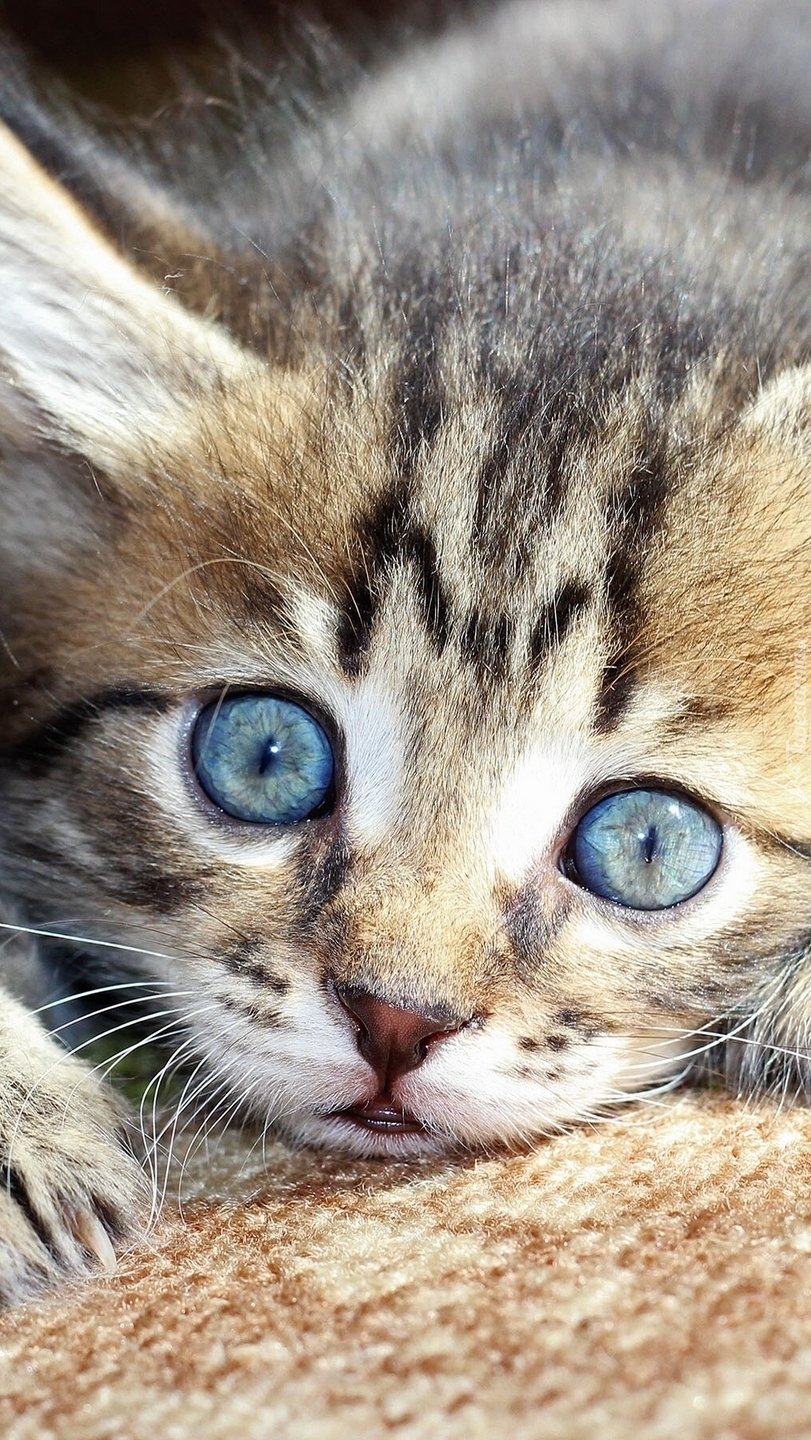 Фото Глаз Котят