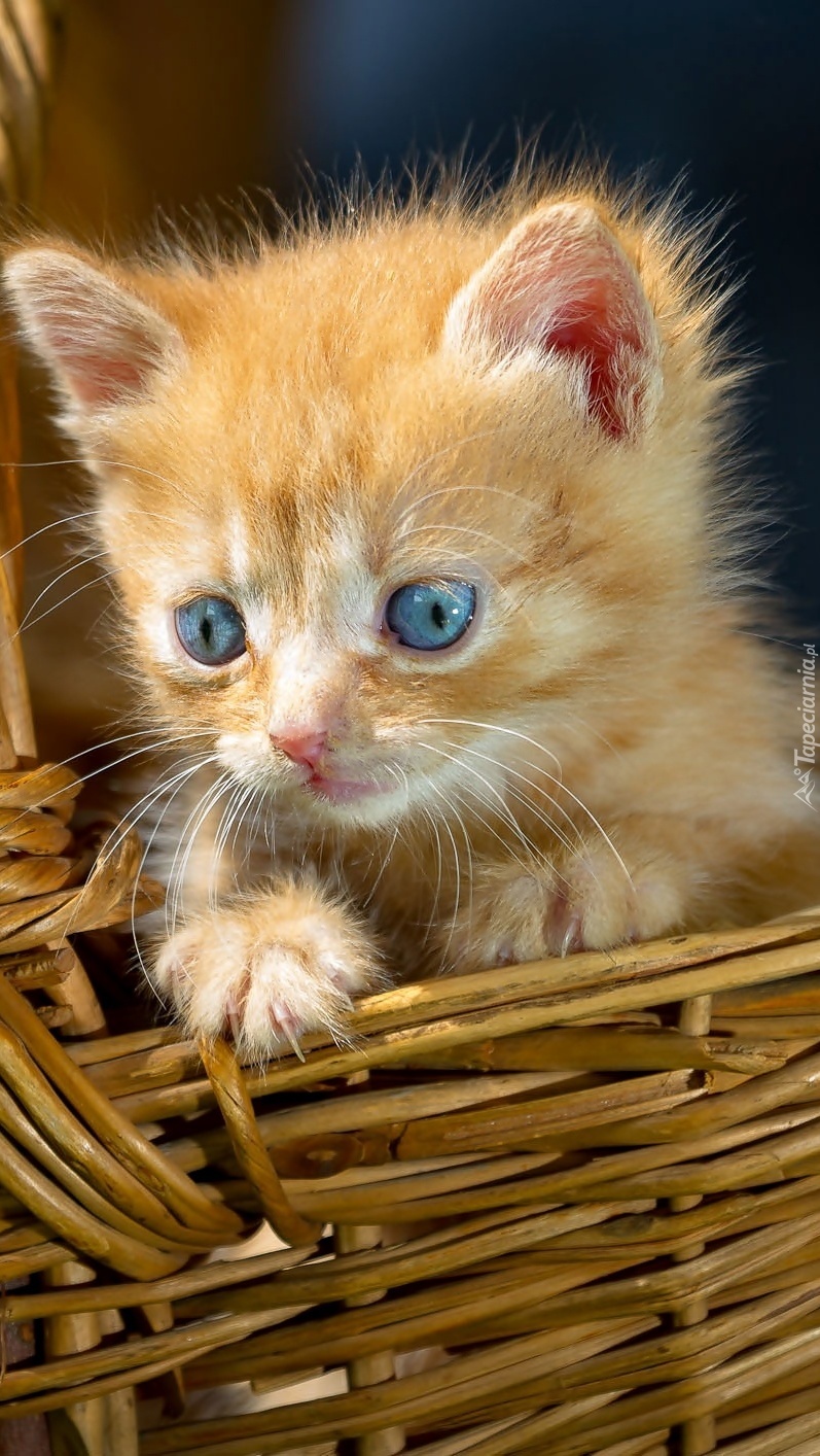 Niebieskooki kotek w koszyczku
