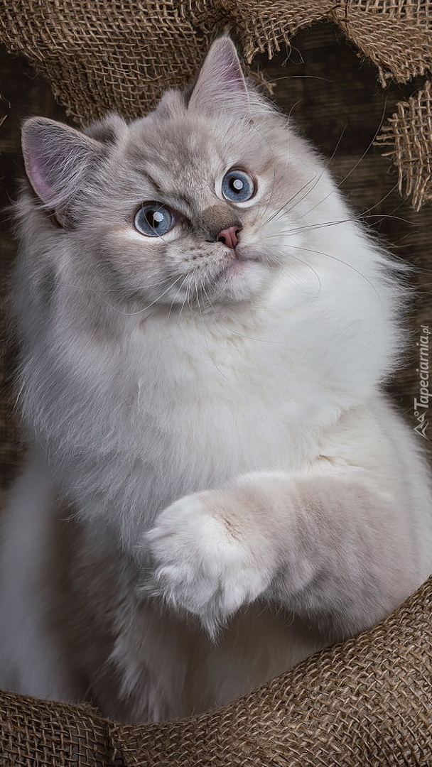 Niebieskooki ragdoll