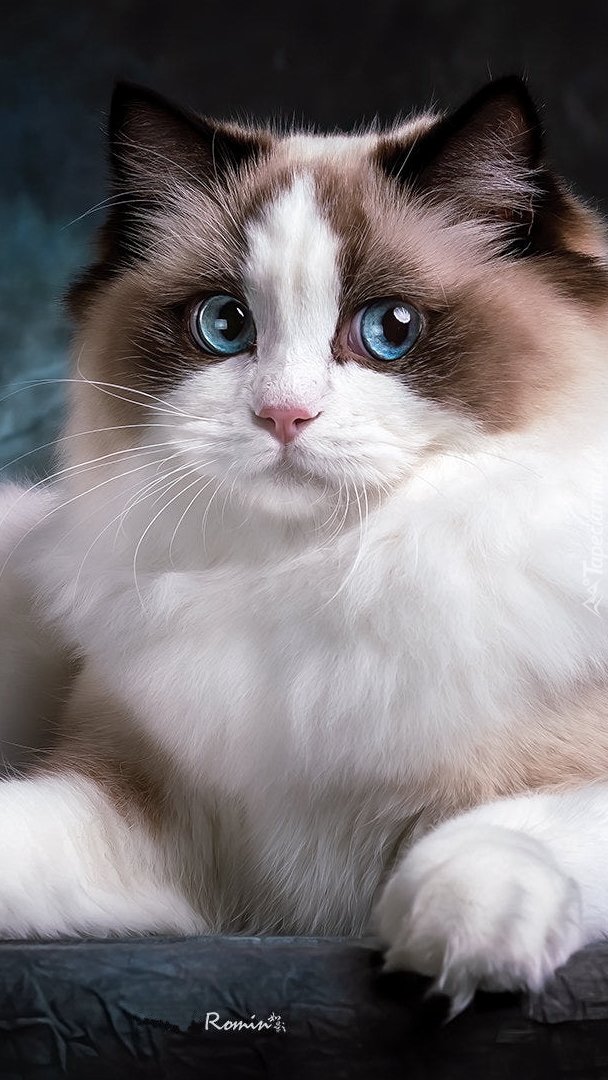 Niebieskooki ragdoll