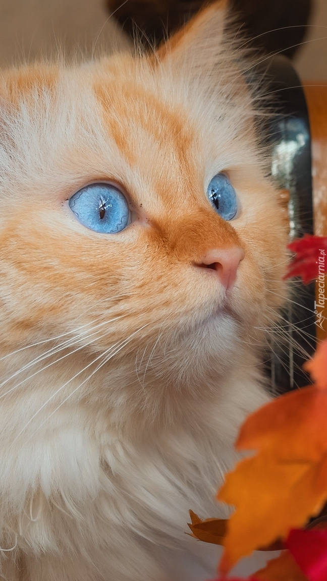 Niebieskooki rudawy kot