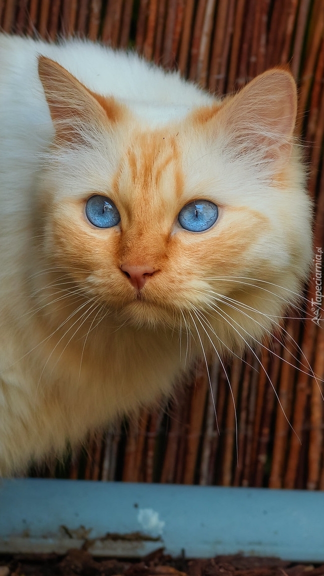 Niebieskooki rudo-biały kot