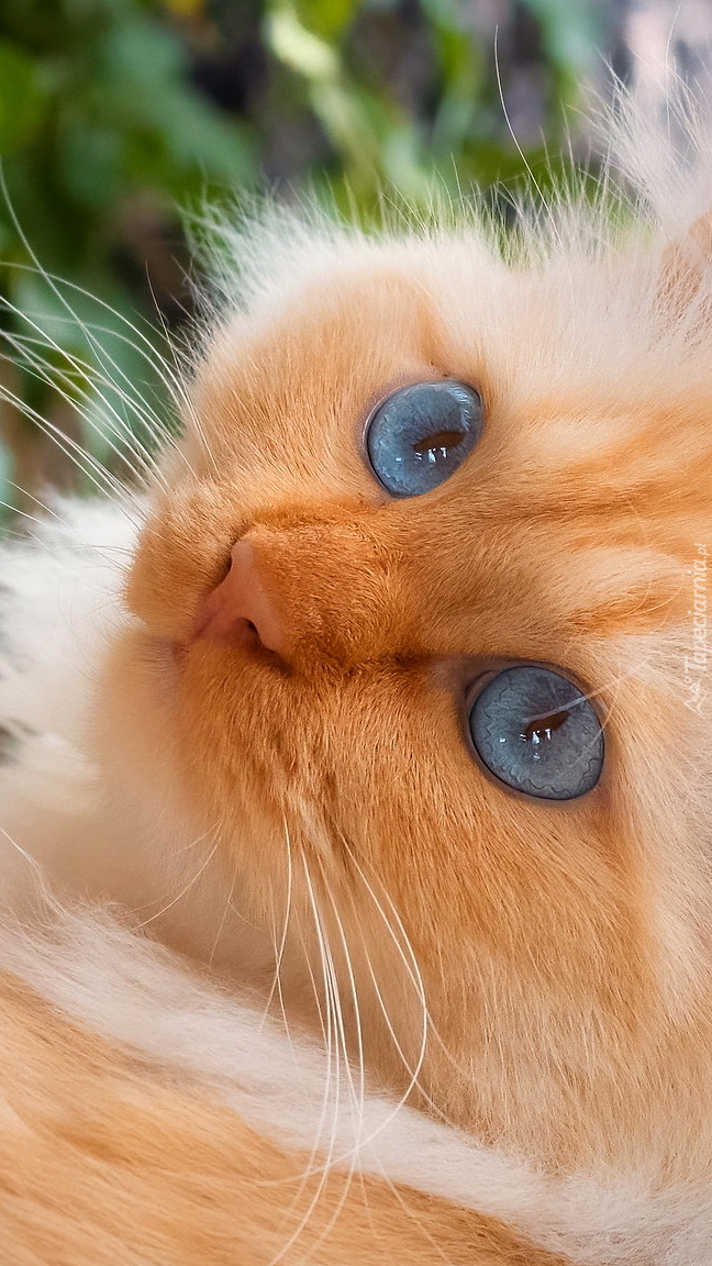 Niebieskooki rudy kot