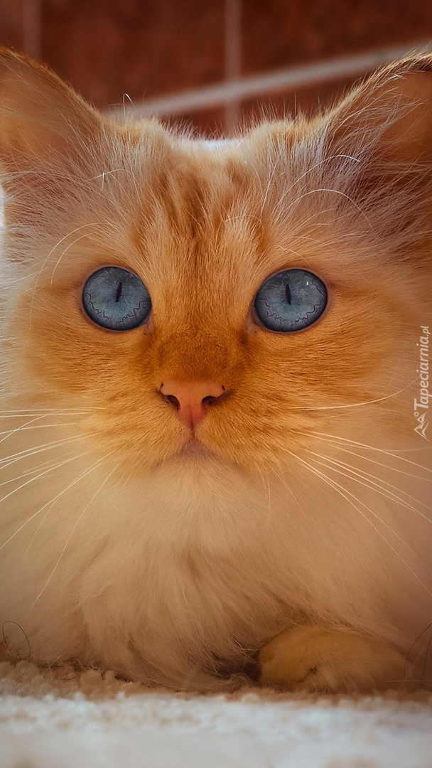 Niebieskooki rudy kot