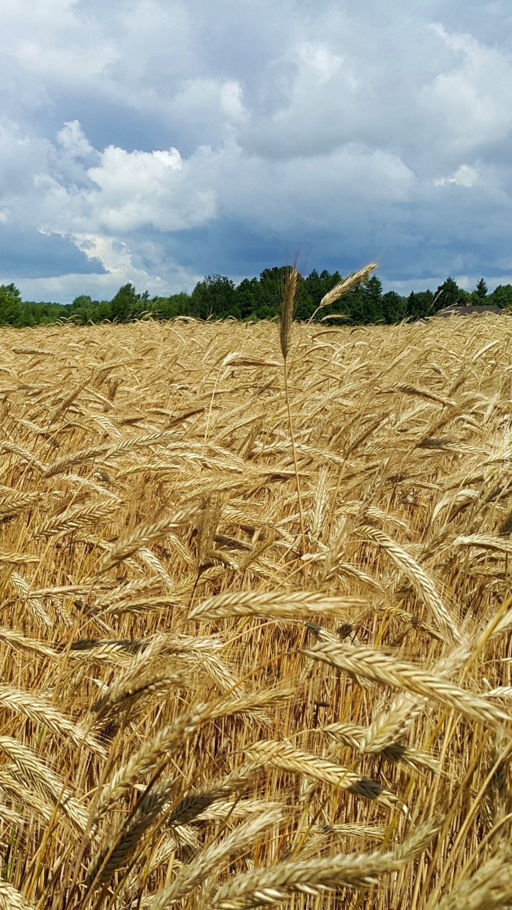 Niebo nad łanem zboża