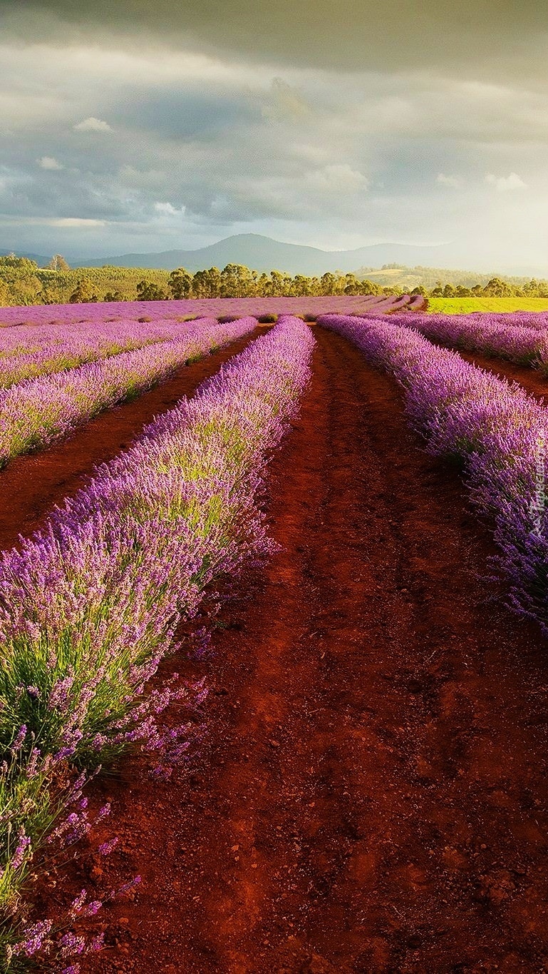 Niebo nad polem lawendy