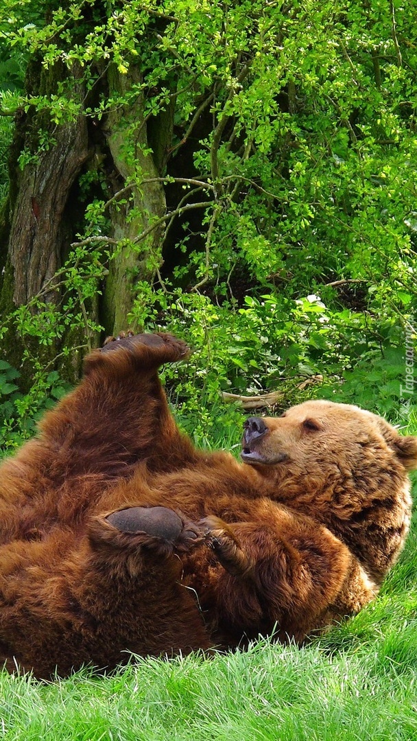 Niedźwiadek brunatny na leśnej polanie