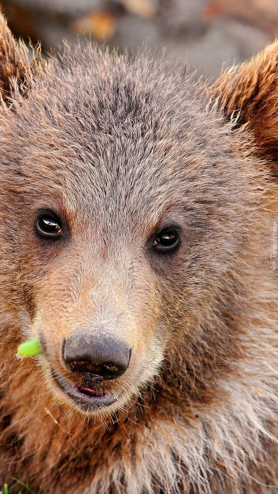 Niedźwiadek brunatny
