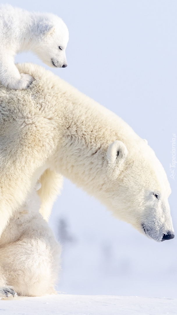Niedźwiadek polarny na grzbiecie matki