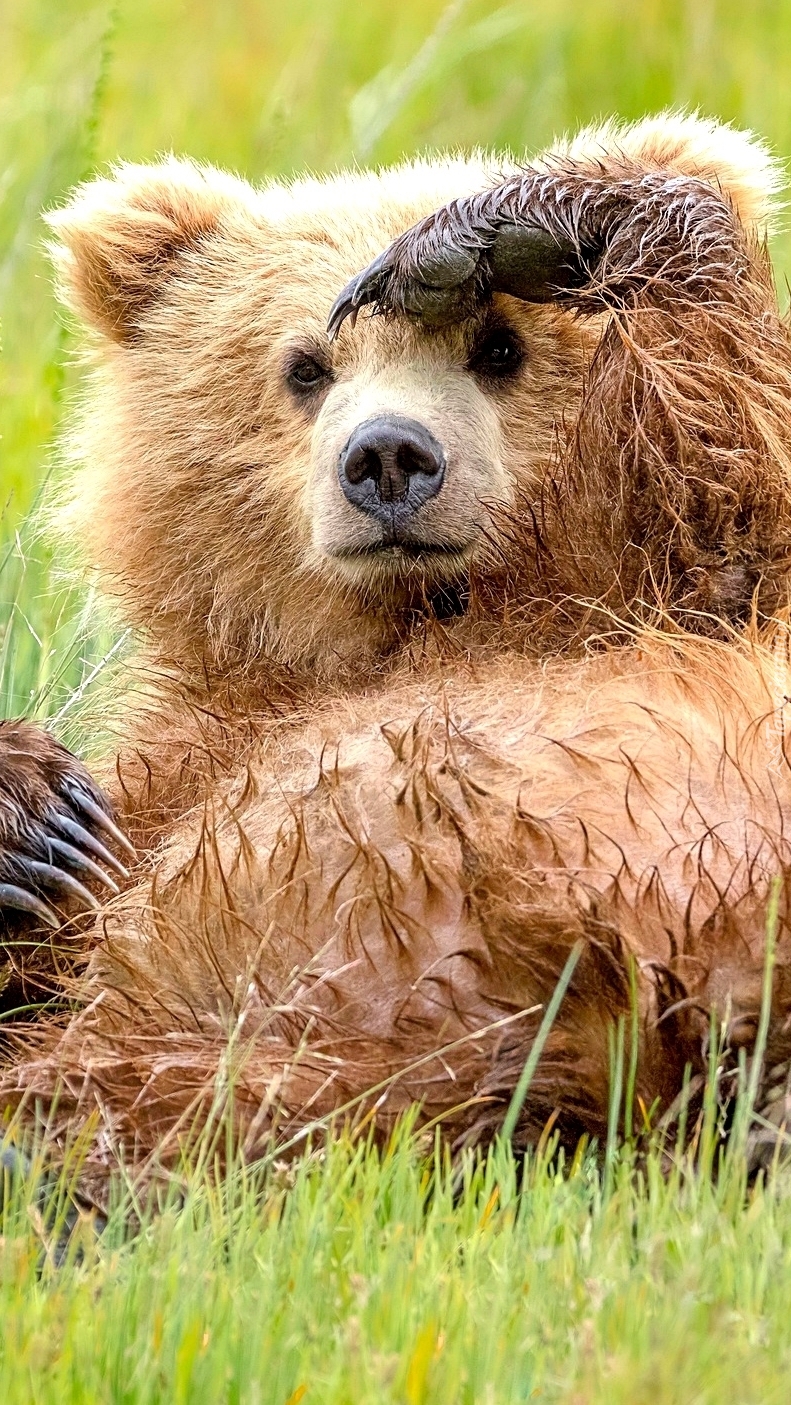 Niedźwiadek