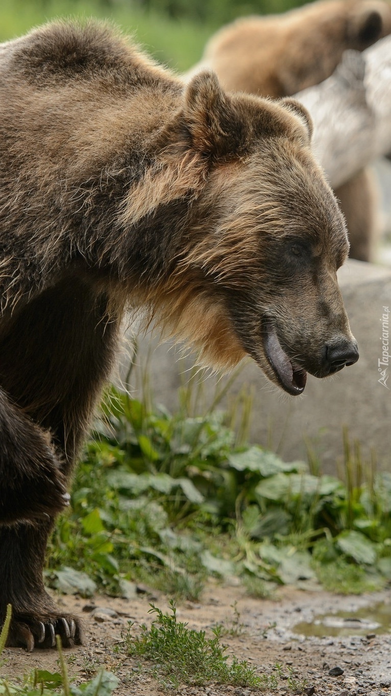 Niedźwiedź brunatny