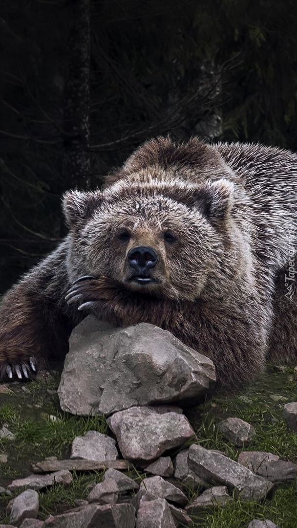 Niedźwiedź brunatny leżący na kamieniu