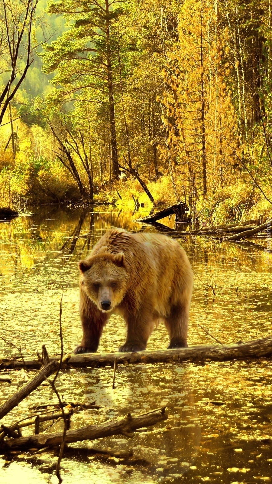 Niedźwiedź brunatny nad leśną rzeką